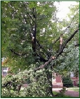 Storm damaged tree