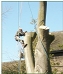 Tree felling