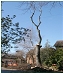 Tree felling