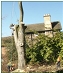 Tree felling
